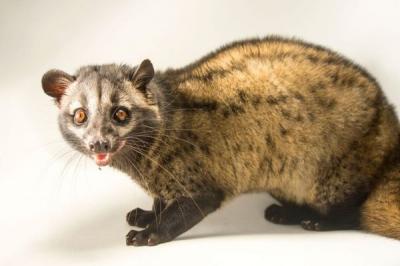 Bảng báo giá cầy hương tại Hà Nội