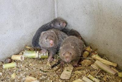 Con Dúi là gì? Giá bao nhiêu tiền hiện nay